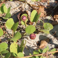 Ipomoea pes-caprae (L.) R.Br.